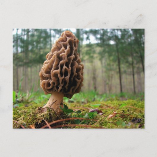 Juicy Morels Briefkaart (Voorkant)