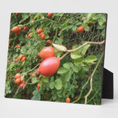 Juicy Red Rose Hips Plaque Fotoplaat (Zijkant)