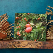 Juicy Red Rose Hips Plaque Fotoplaat (Zijkant)