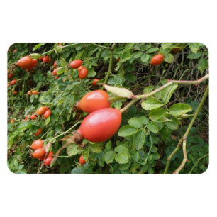 Juicy Red Rose Hips Premium Magnet Magneet