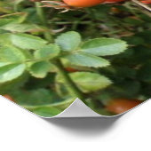 Juicy Red Rose Hips Print (Hoek)