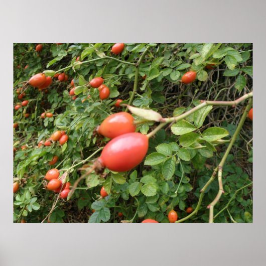 Juicy Red Rose Hips Print (Voorkant)