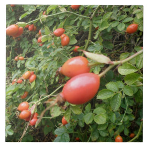 Juicy Red Rose Hips Tile Tegeltje