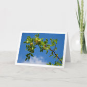 Jujube Fruit op loofboom Kaart (Voorkant)