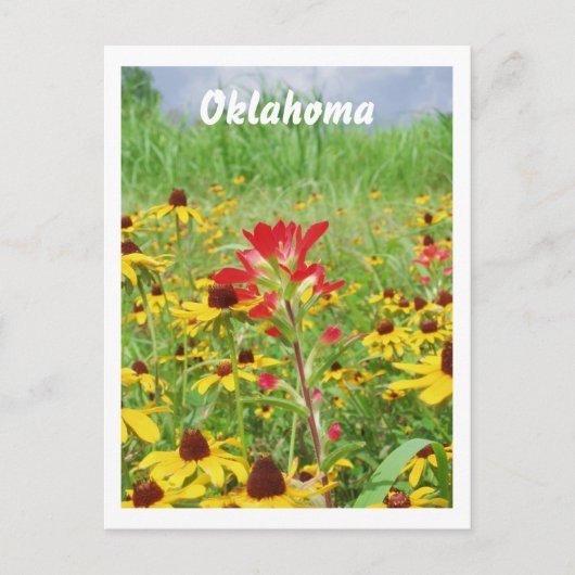 juli 2007 Indische schildpad, Oklahoma Briefkaart (Voorkant)