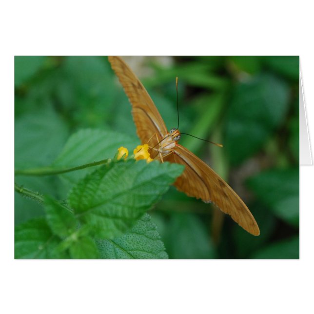 Julia Butterfly (Devant horizontal)