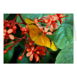 Julia Butterfly