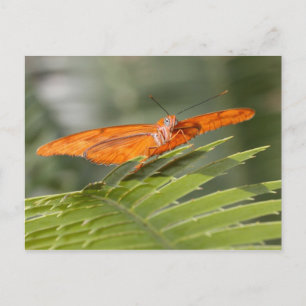 Julia butterfly op briefkaart blad
