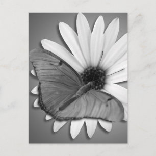 Julia Butterfly op Daisy Briefkaart