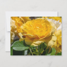 Julia Child Rose Briefkaart