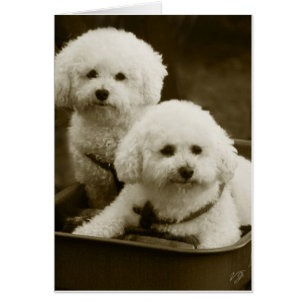 Jumeaux blancs de chiot de caniche