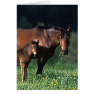 Jument et poulain 1 de pur sang