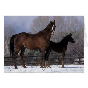 Jument et poulain arabes dans la neige