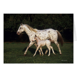 Jument et poulain d'Appaloosa dans le domaine