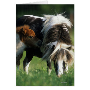 Jument et poulains miniatures 2