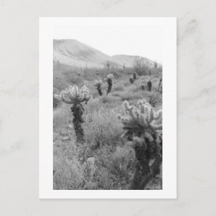 Jumping Cholla Cactus Desert B&W Foto Briefkaart