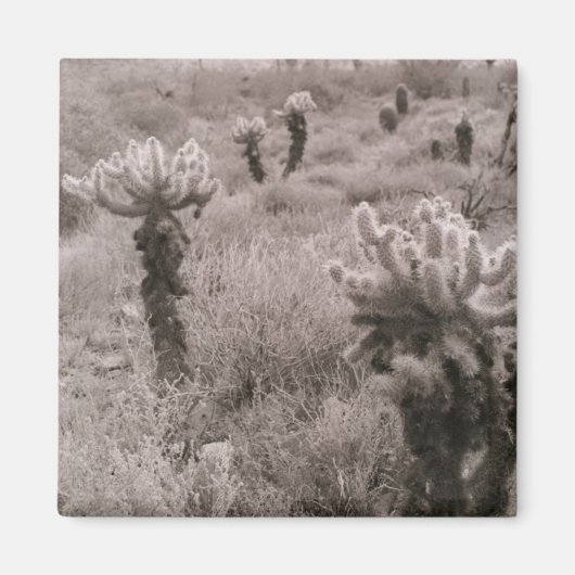 Jumping Cholla Cactus Desert Refkoelkast Magnet Magneet (Voorkant)