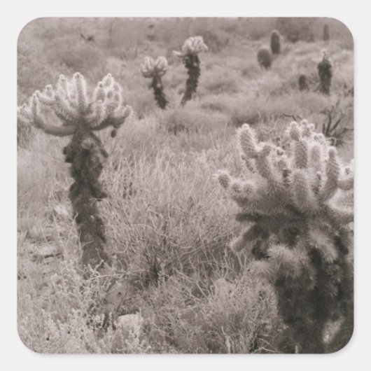 Jumping Cholla Desert Cactus Custom Sticker Decals (Voorkant)