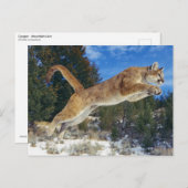 Jumping Cougar Briefkaart (Voorkant / Achterkant)