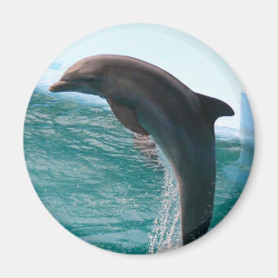 Jumping Dolphin Magnet Magneet