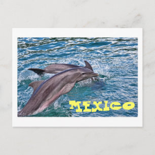 Jumping Dolphins Mexico Briefkaart