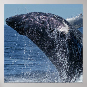 Jumping Humpback Whale Poster