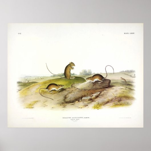 Jumping Mouse, of Meadow Jumping Mouse, van Audubo Poster (Voorkant)