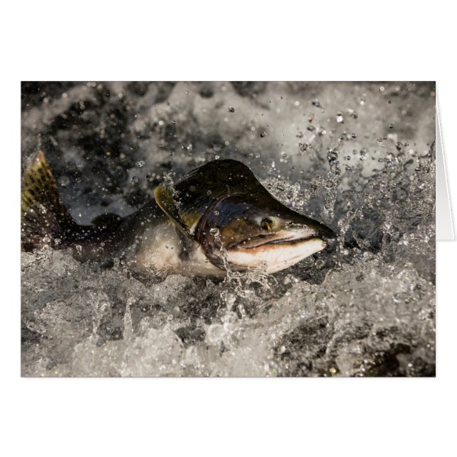 Jumping Salmon (Voorkant Horizontaal)