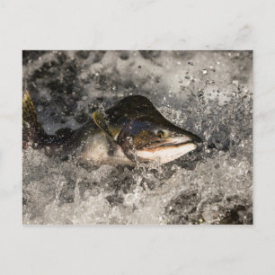 Jumping Salmon Briefkaart