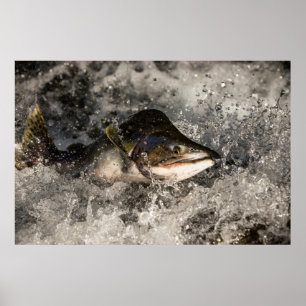 Jumping Salmon Poster