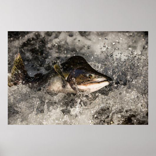 Jumping Salmon Poster (Voorkant)