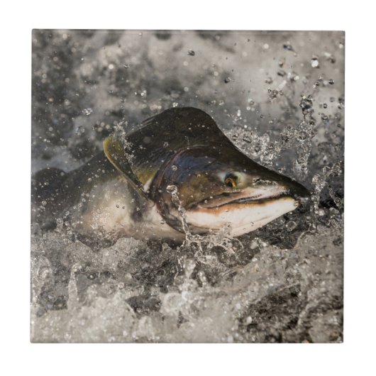 Jumping Salmon Tegeltje (Voorkant)