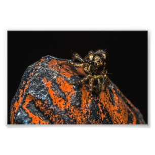 Jumping spider die naar boven kijkt foto afdruk
