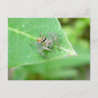 Jumping Spider (Mavea inclemens) Briefkaart