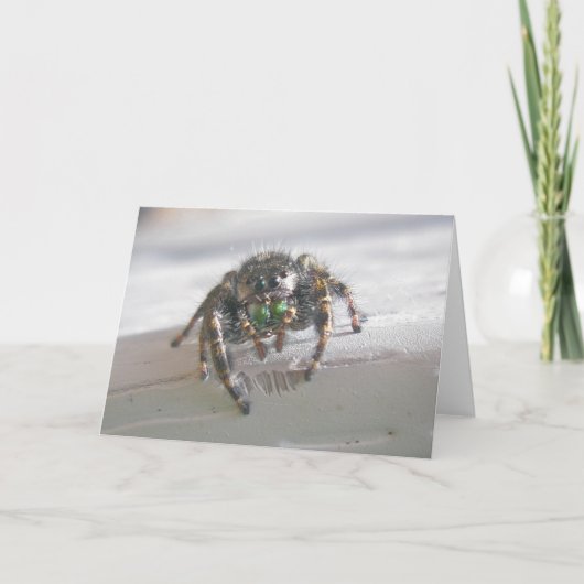 Jumping Spider (Phiddipus audax) Kaart (Voorkant)