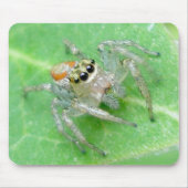 Jumping Spider Salticid Mousepad Muismat (Voorkant)