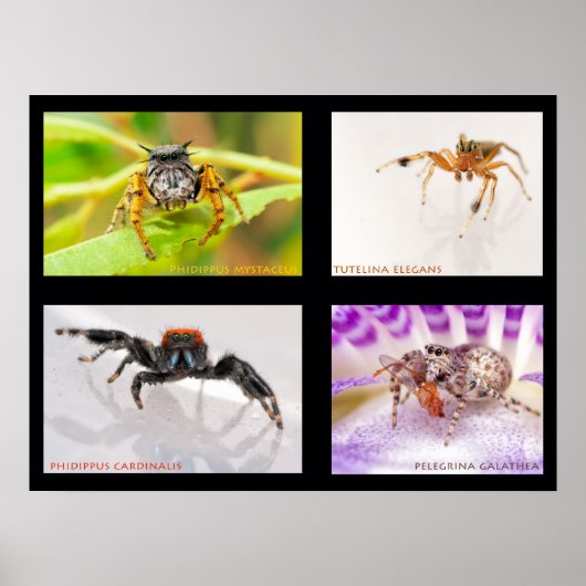 Jumping Spider set Poster (Voorkant)