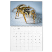 Jumping Spiders Kalender (Mar 2026)