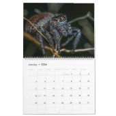 Jumping Spiders Kalender (Jan 2026)
