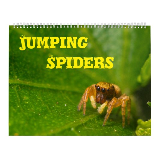 Jumping Spiders Kalender (Hoes)