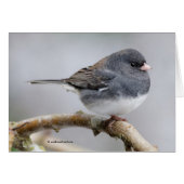 Junco à ardoise foncée sur l'arbre à poires (Devant horizontal)