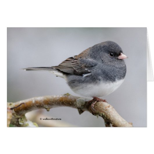 Junco à ardoise foncée sur l'arbre à poires (Devant horizontal)