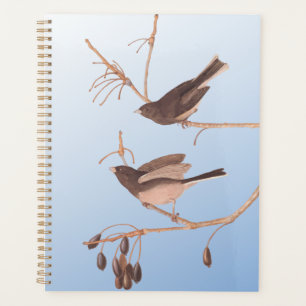 Junco Audubon, à l'oeil foncé, Oiseaux de neige su
