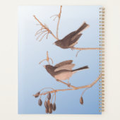 Junco Audubon, à l'oeil foncé, Oiseaux de neige su (Dos)