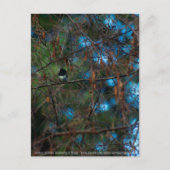 Junco Briefkaart (Voorkant)