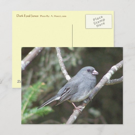 Junco Briefkaart (Voorkant / Achterkant)