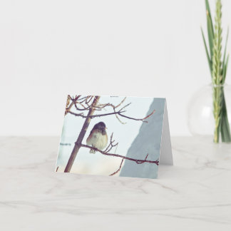 Junco in Montana Winter - 4" x 5.6" Notecard Feestdagen Kaart