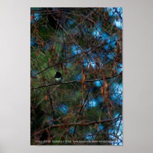 Junco Poster