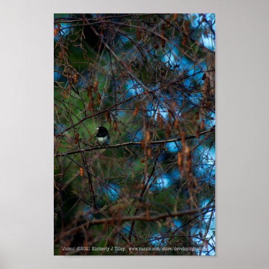 Junco Poster (Voorkant)