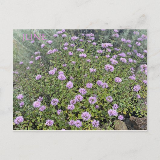 JUNE BRIEFKAART (Voorkant)